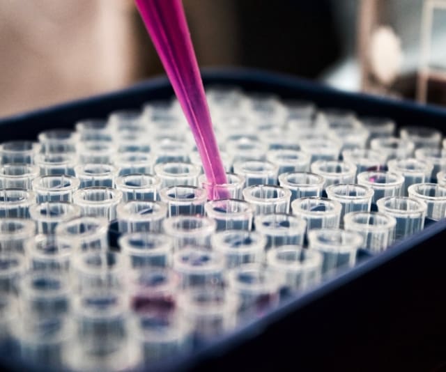 Magenta liquid is piped into several dozen upright vials side by side in a tray.